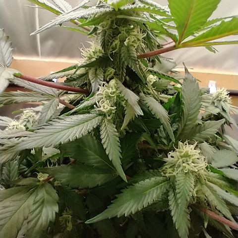 Chocaloto growlog timeline photo