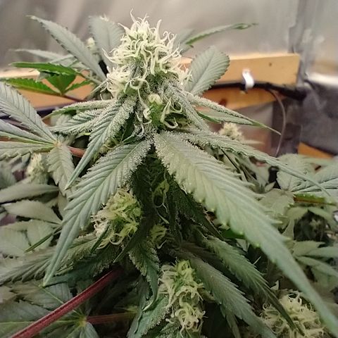 Chocaloto growlog timeline photo