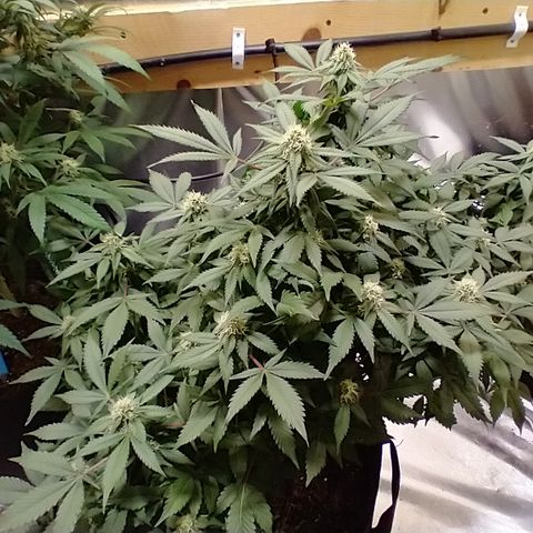 Chocaloto growlog timeline photo