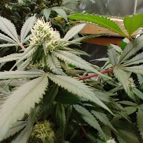 Chocaloto growlog timeline photo