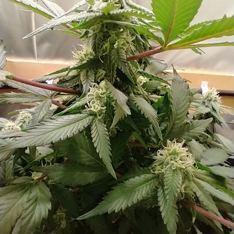 Chocaloto growlog timeline photo