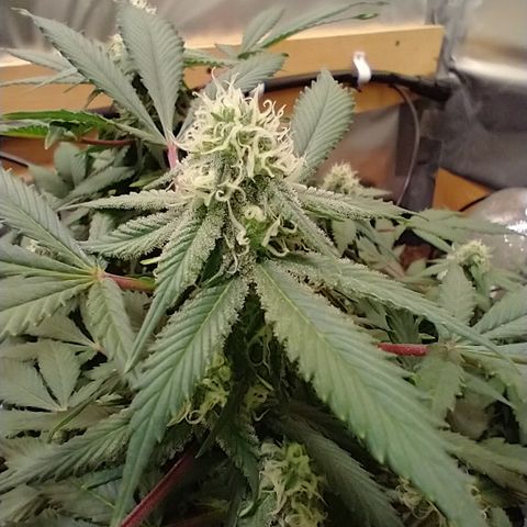 Chocaloto growlog timeline photo