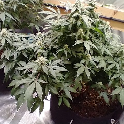 Chocaloto growlog timeline photo