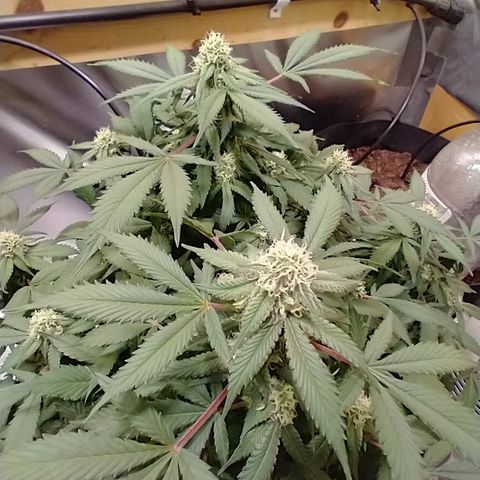 Chocaloto growlog timeline photo
