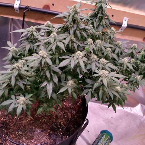 Chocaloto growlog timeline photo