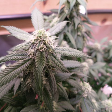 Chocaloto growlog timeline photo