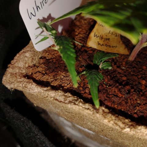 White Widow #2 growlog timeline photo