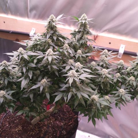 Chocaloto growlog timeline photo