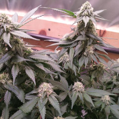 Chocaloto growlog timeline photo