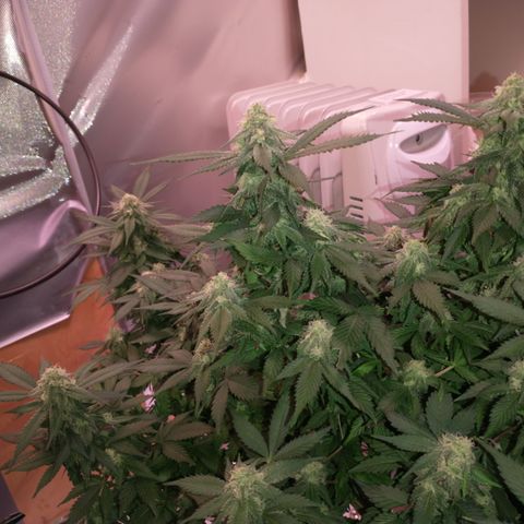 Chocaloto growlog timeline photo