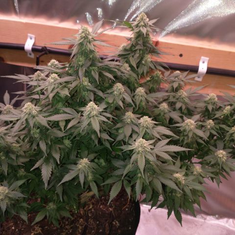 Chocaloto growlog timeline photo