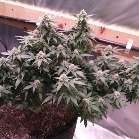 Chocaloto growlog timeline photo