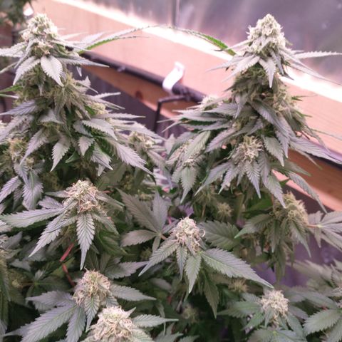 Chocaloto growlog timeline photo