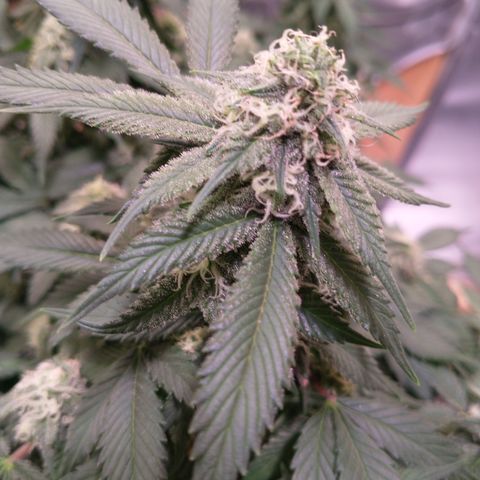 Chocaloto growlog timeline photo