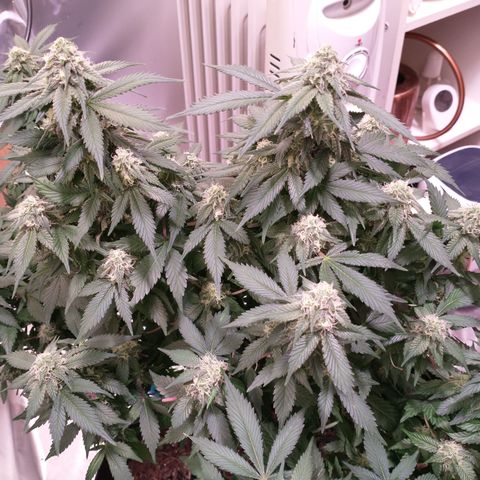 Chocaloto growlog timeline photo