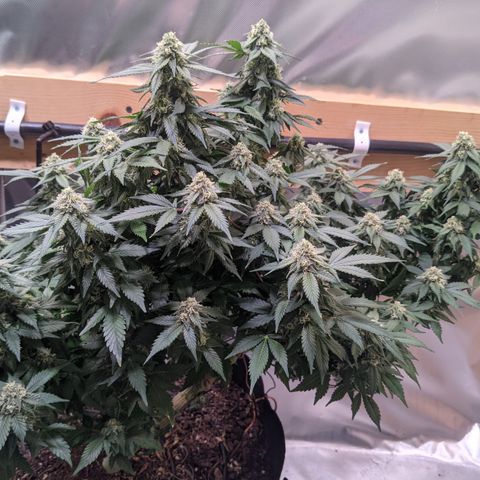 Chocaloto growlog timeline photo