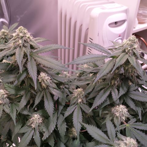 Chocaloto growlog timeline photo