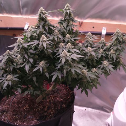 Chocaloto growlog timeline photo