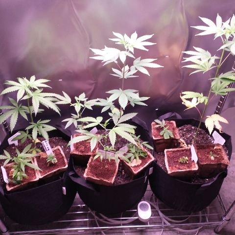 White Widow #2 growlog timeline photo
