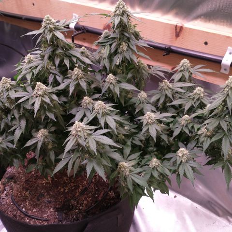 Chocaloto growlog timeline photo