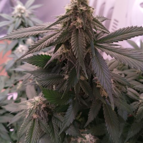 Chocaloto growlog timeline photo