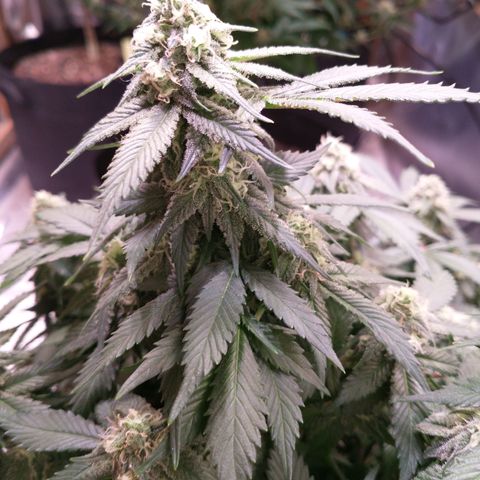 Chocaloto growlog timeline photo