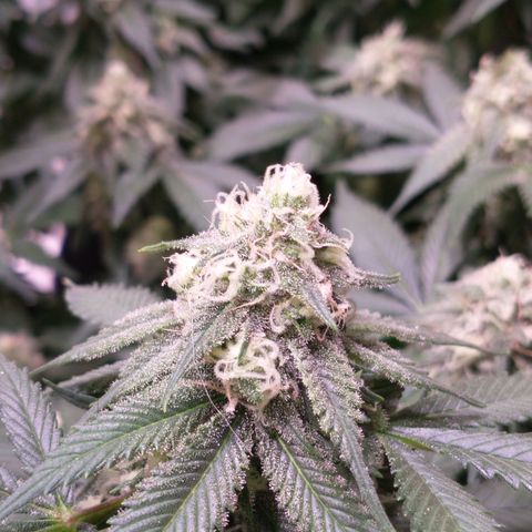 Chocaloto growlog timeline photo