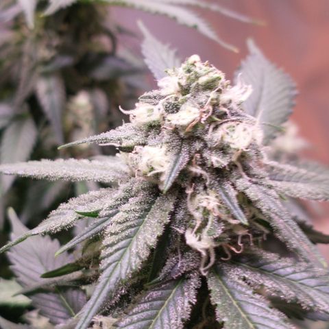 Chocaloto growlog timeline photo