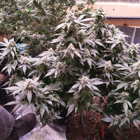 Chocaloto growlog timeline photo