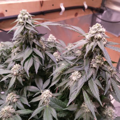 Chocaloto growlog timeline photo