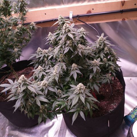 Chocaloto growlog timeline photo