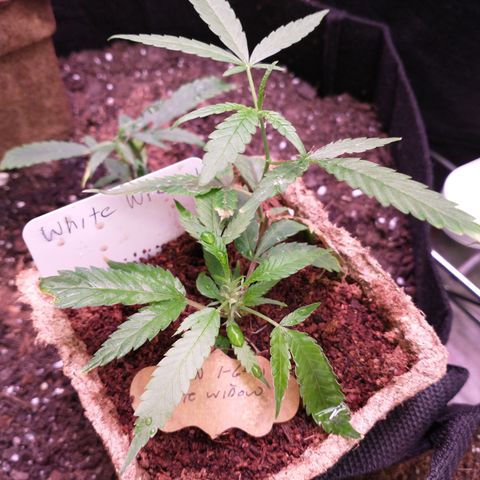 White Widow #2 growlog timeline photo