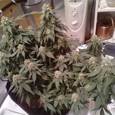 Chocaloto growlog timeline photo