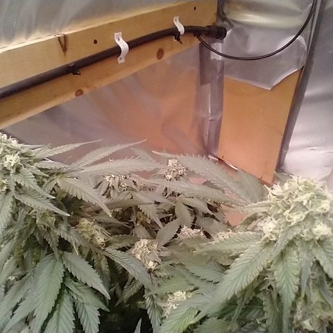 Chocaloto growlog timeline photo