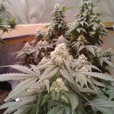 Chocaloto growlog timeline photo