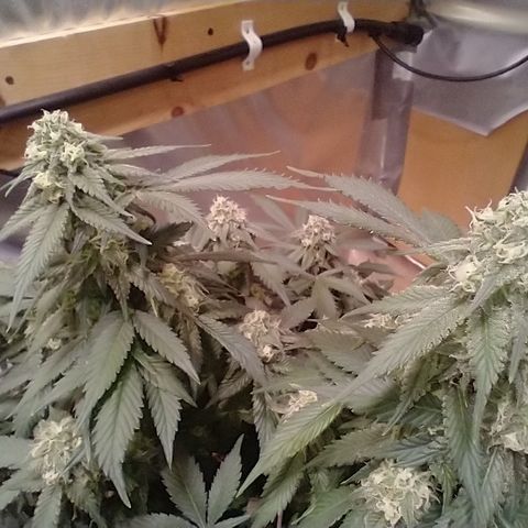Chocaloto growlog timeline photo