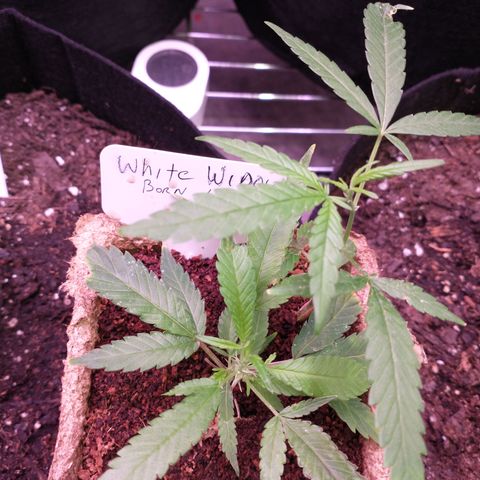 White Widow #2 growlog timeline photo