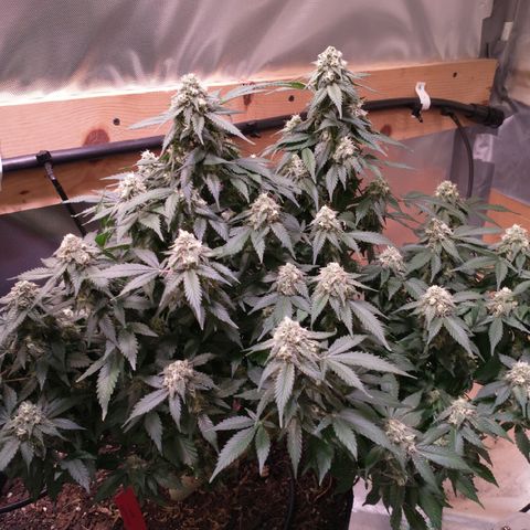 Chocaloto growlog timeline photo