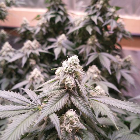 Chocaloto growlog timeline photo