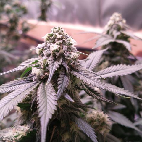 Chocaloto growlog timeline photo
