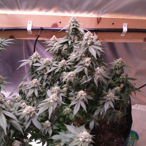 Chocaloto growlog timeline photo