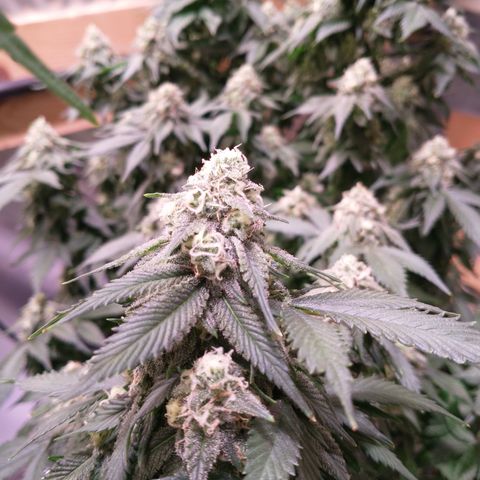 Chocaloto growlog timeline photo