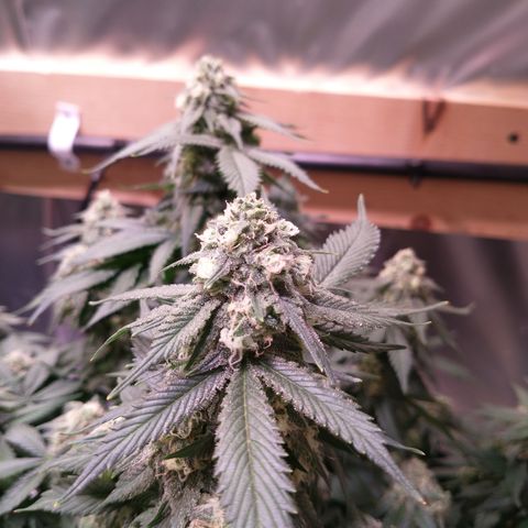 Chocaloto growlog timeline photo