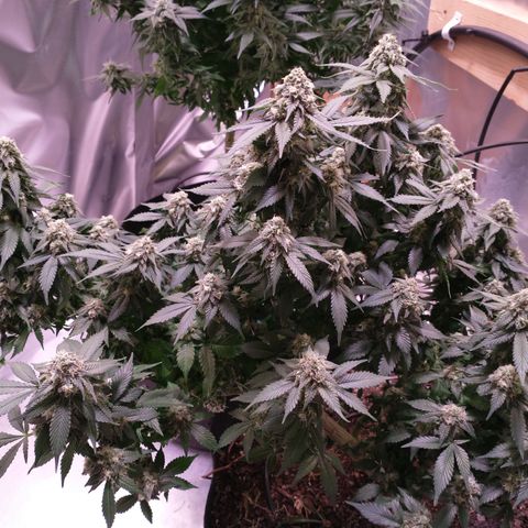 Chocaloto growlog timeline photo