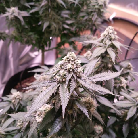 Chocaloto growlog timeline photo