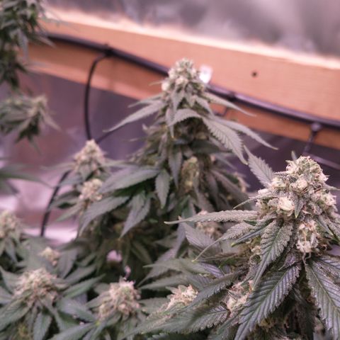 Chocaloto growlog timeline photo