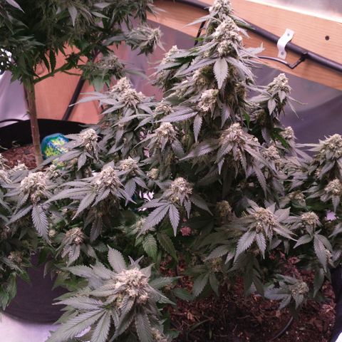 Chocaloto growlog timeline photo