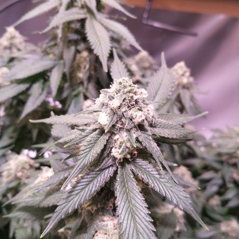 Chocaloto growlog timeline photo