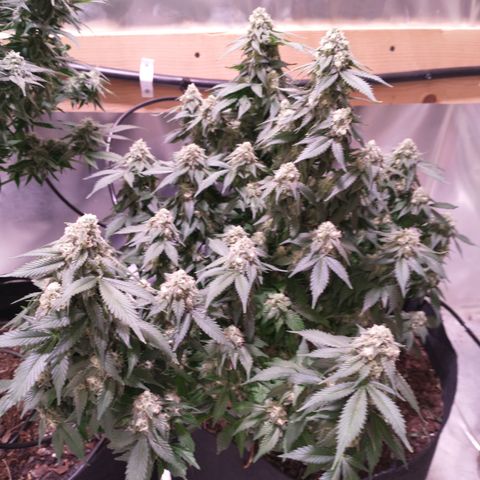 Chocaloto growlog timeline photo