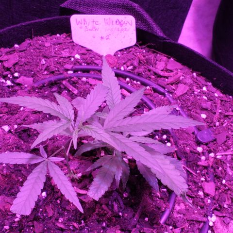White Widow #2 growlog timeline photo